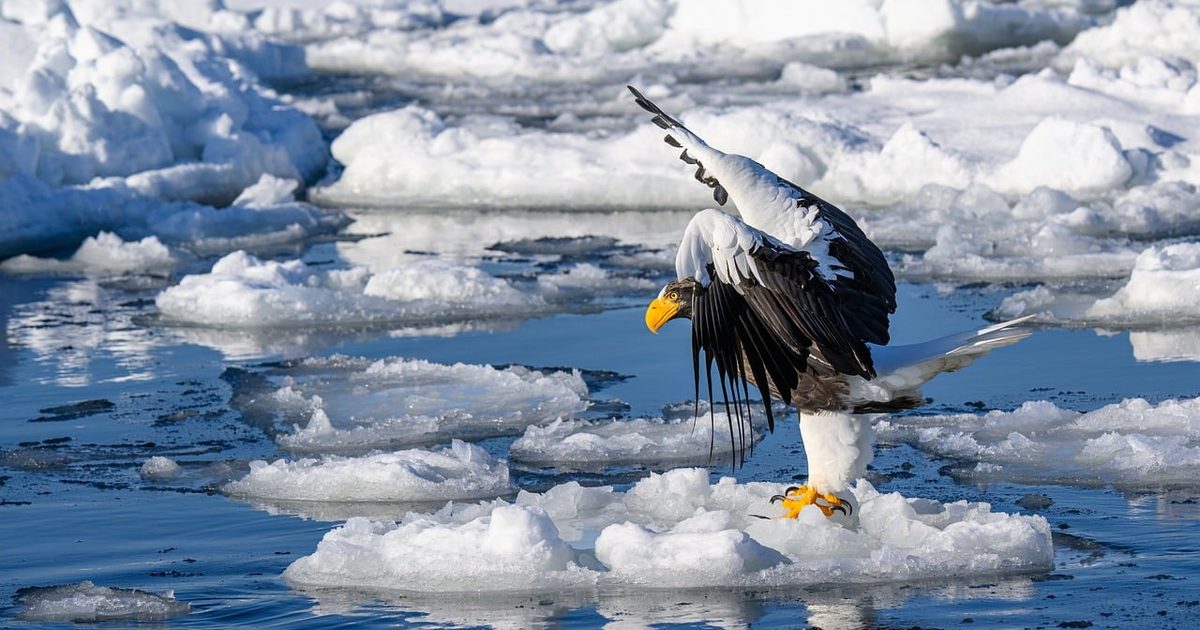 A Steller’s sea eagle on drift ice, Rausu, Hokkaido, Japan