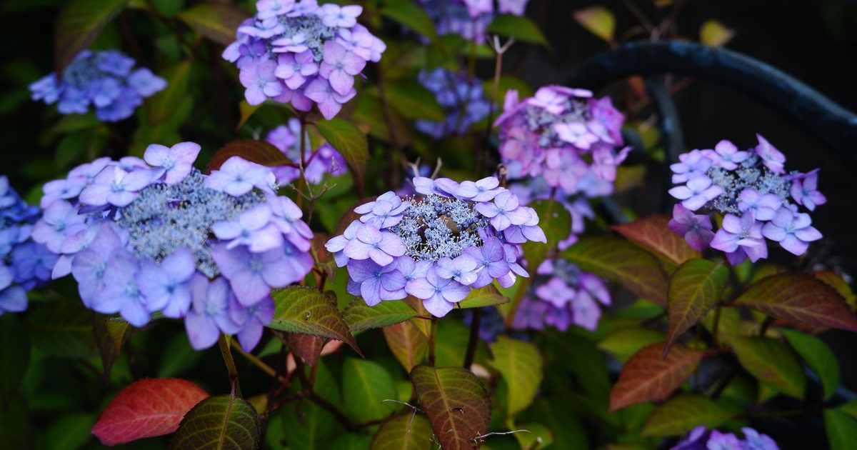 Purple hydrangeas in full bloom, Kawasaki, Japan