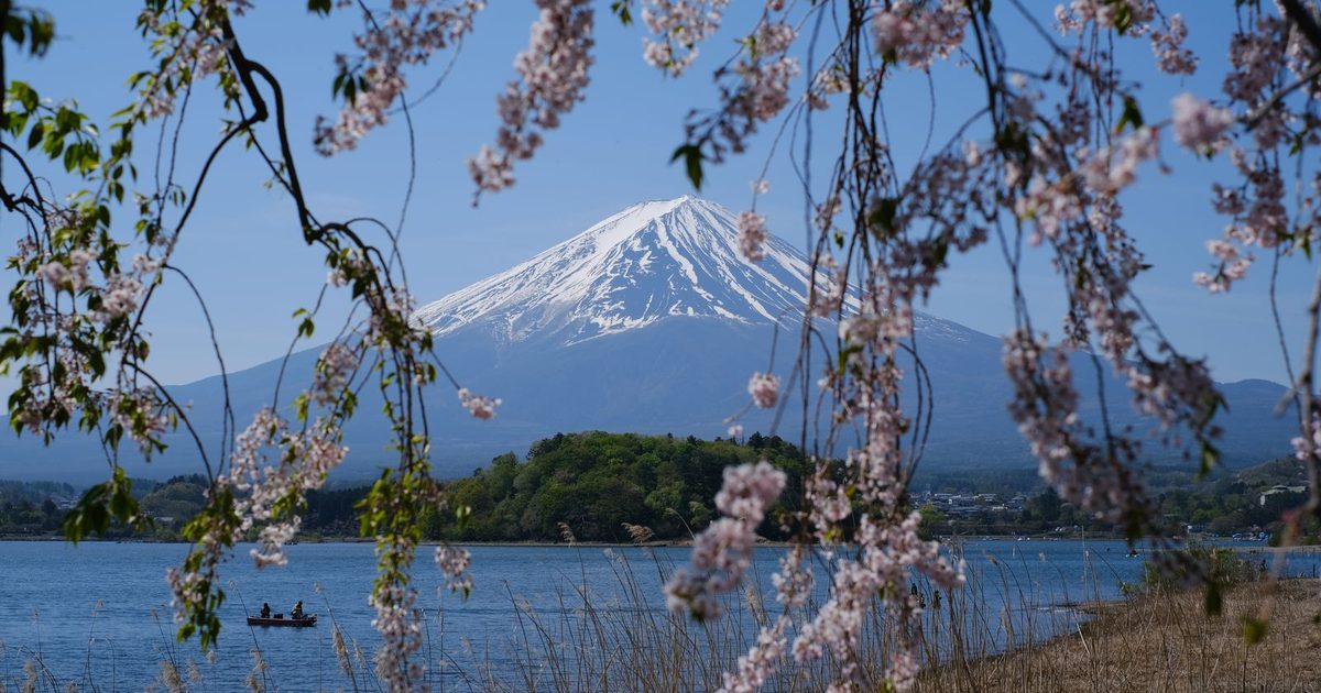 Mount Fuji framed by cherry blossoms in spring