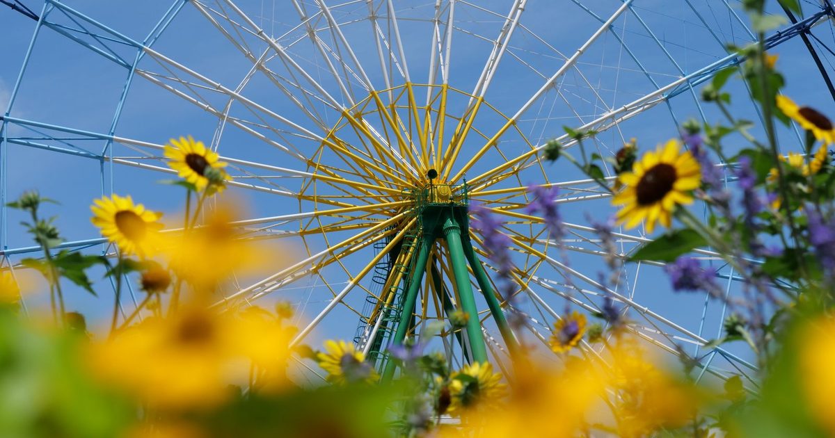 A Ferris wheel and sunflowers in Hitachinaka, Ibaraki, Japan