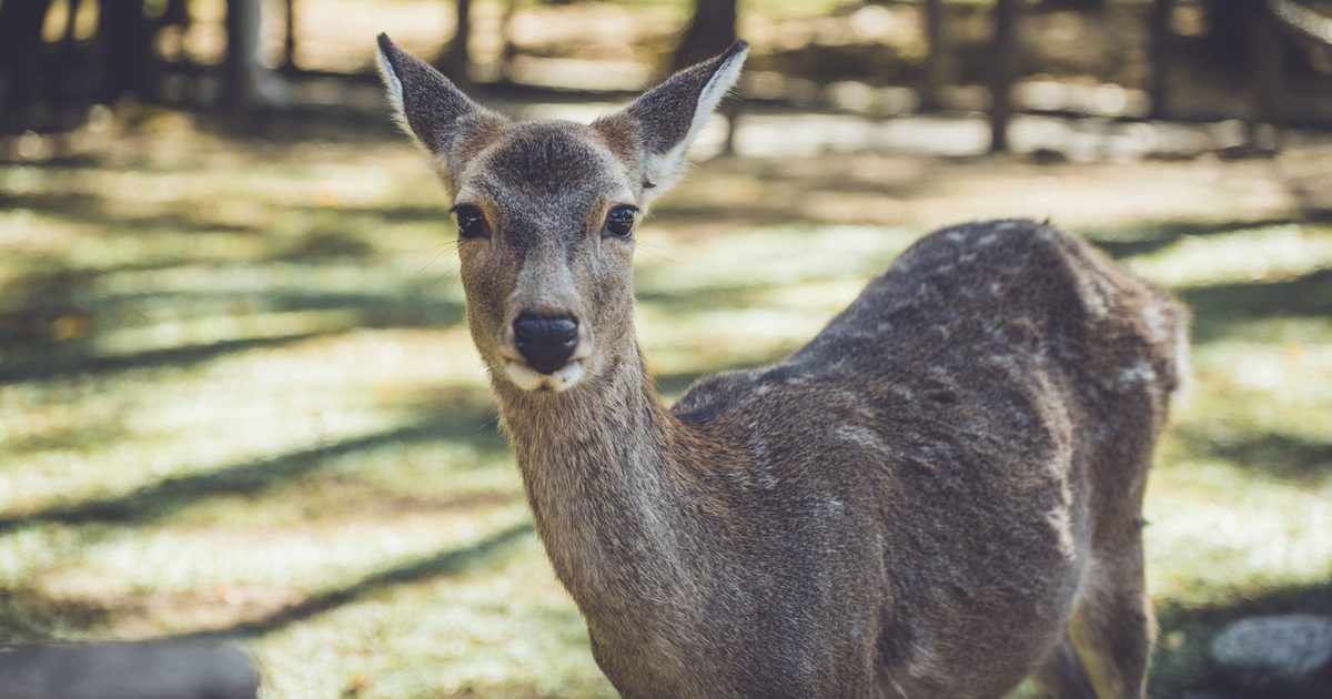 A sika deer in Nara Park, Japan