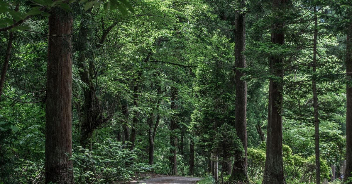 A forest path in Niigata, Japan