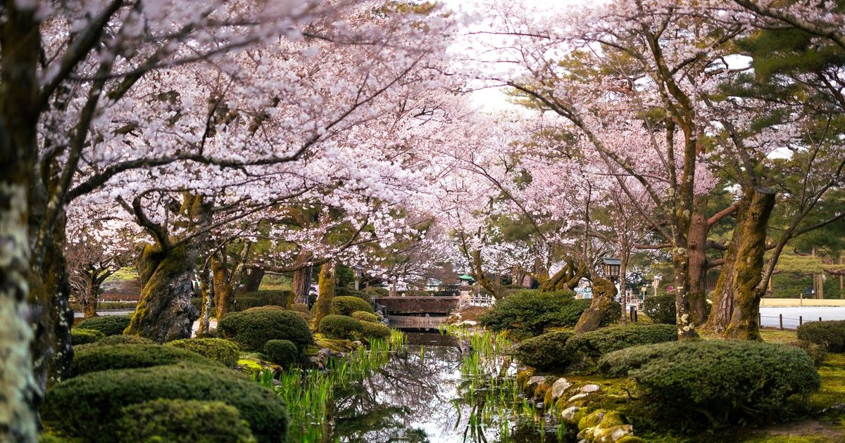 Cherry blossom trees over a pond in Kanazawa, Japan, in spring