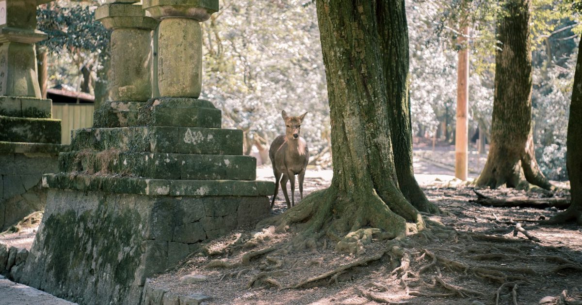 A deer among stone lanterns in Nara Park, Japan